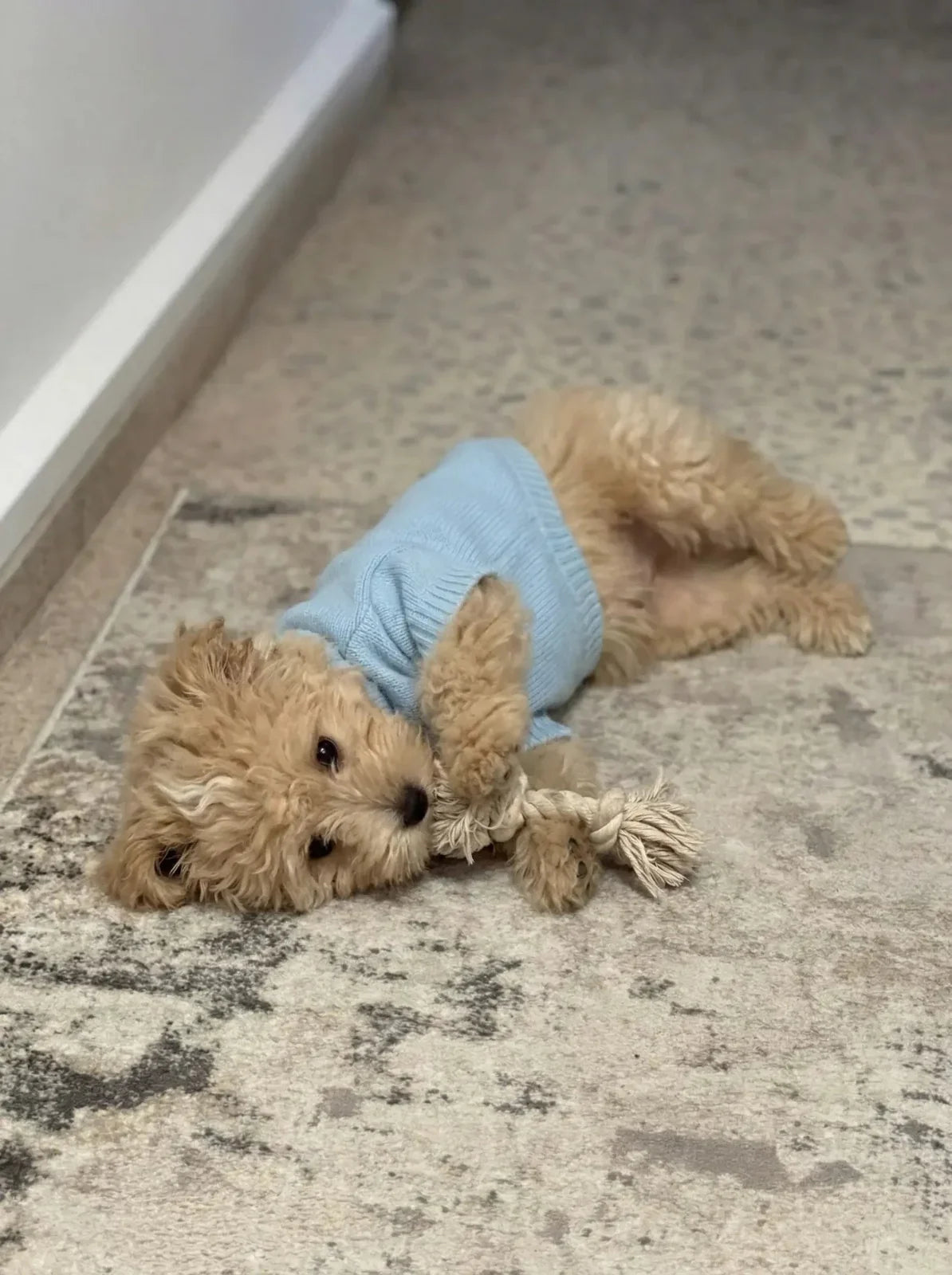 Small fluffy dog in blue sweater playing with rope toy on carpet indoors