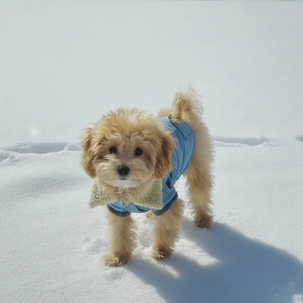 Small fluffy dog in a blue winter jacket standing on snow, stylish pet clothing