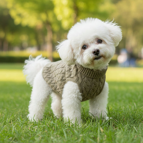 Small white dog in a cozy knit sweater standing on grass in a park