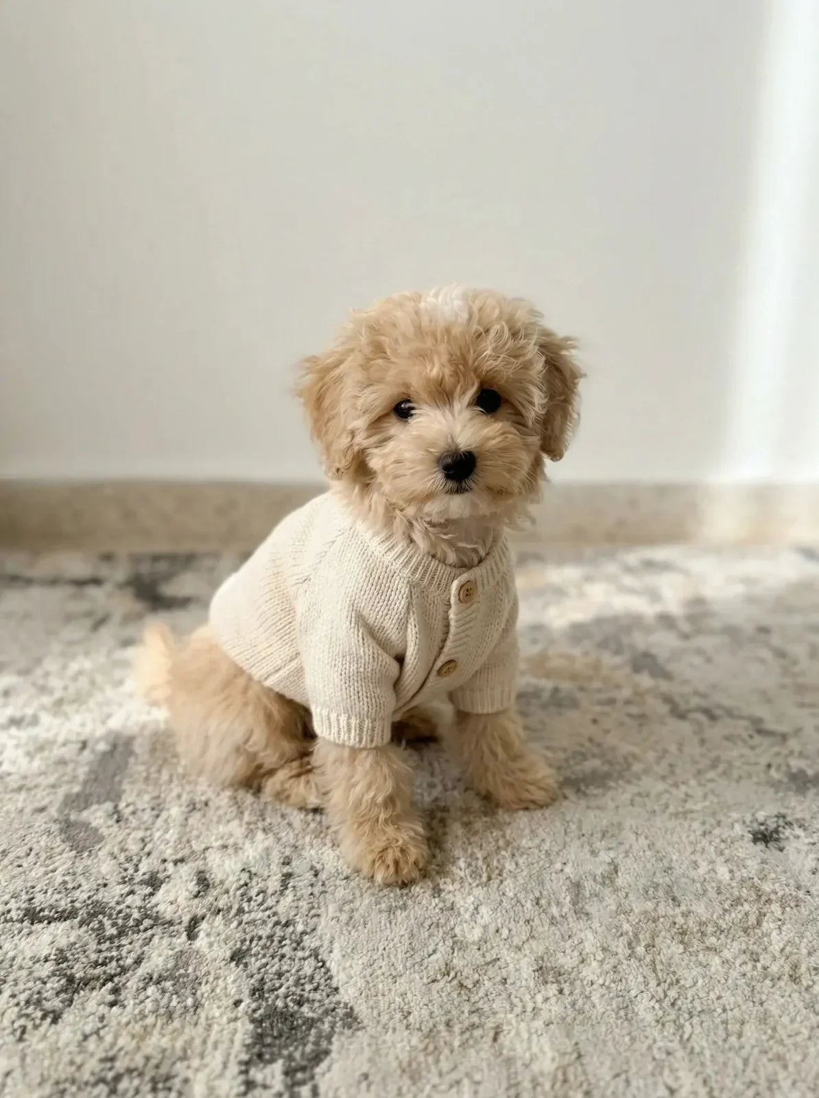 Small fluffy dog wearing a beige knit sweater, sitting on a light textured rug indoors