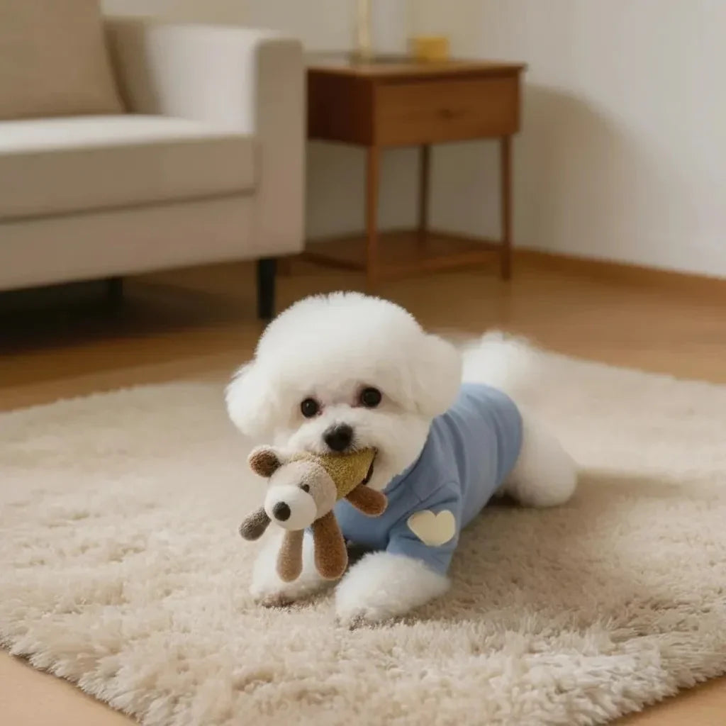 Small white dog in blue pet clothes with plush toy on beige rug in cozy living room