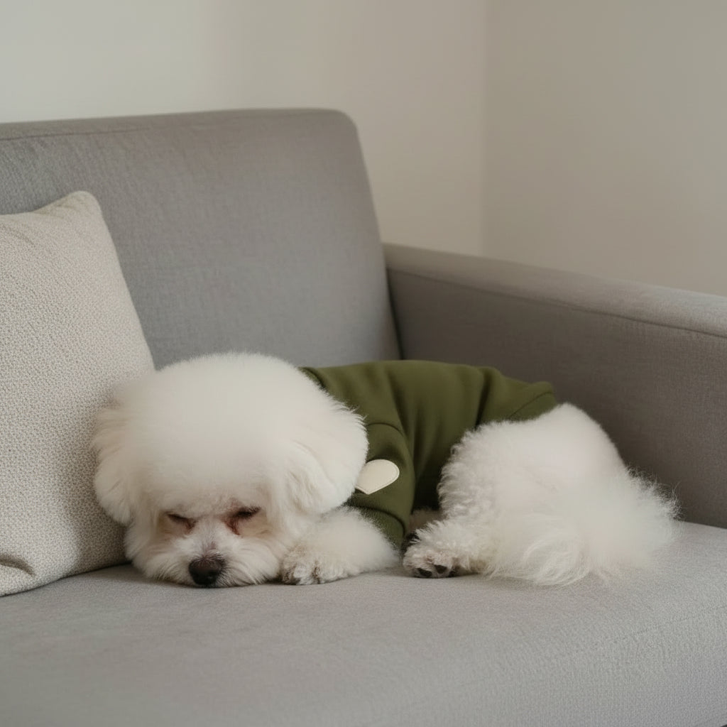 Fluffy white dog in green pet clothes sleeping on a modern grey sofa